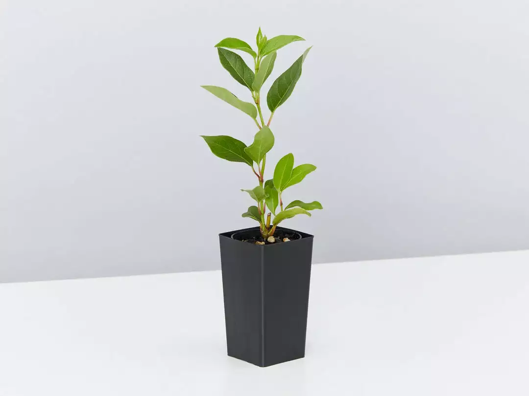 Hedge Hedging Plants Viburnum Tinus 6 Hedge Hedging Plants Viburnum Tinus