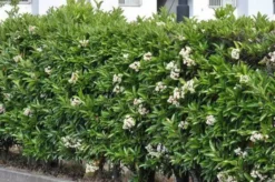 Hedge Viburnum Odoratissimum Emerald Jewel