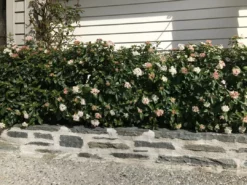 Hedge Hedging Plants Viburnum Tinus 13 Hedge Hedging Plants Viburnum Tinus