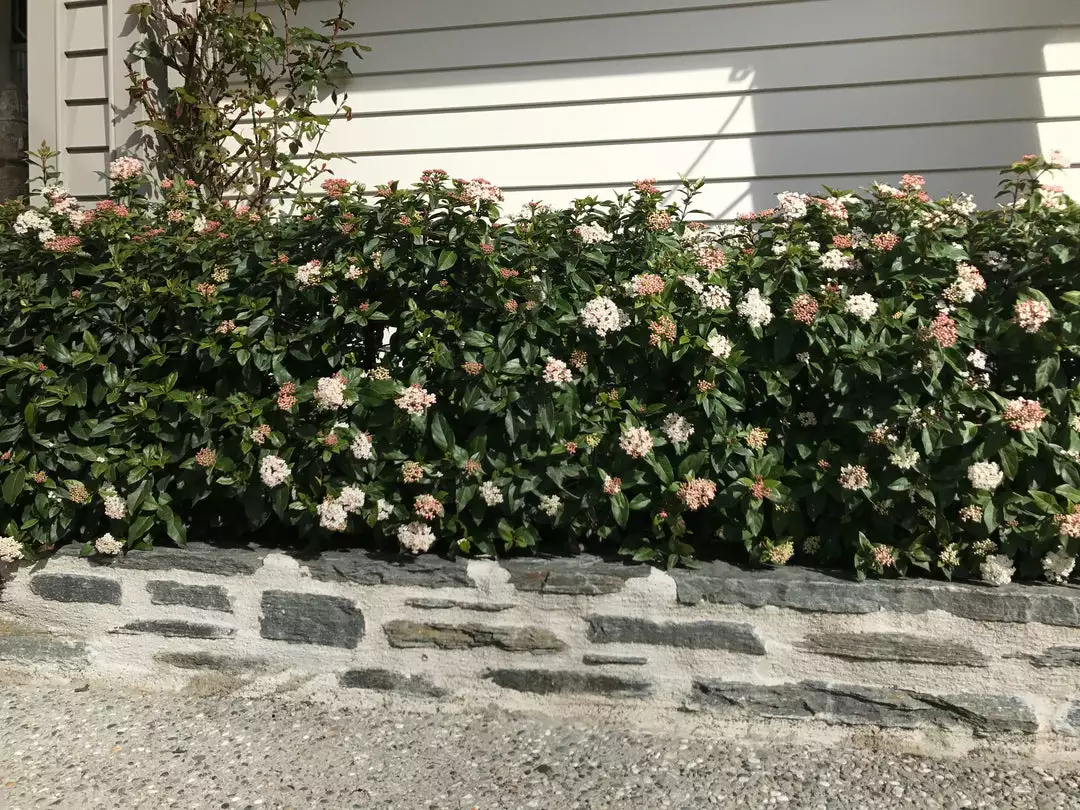 Hedge Hedging Plants Viburnum Tinus 7 Hedge Hedging Plants Viburnum Tinus