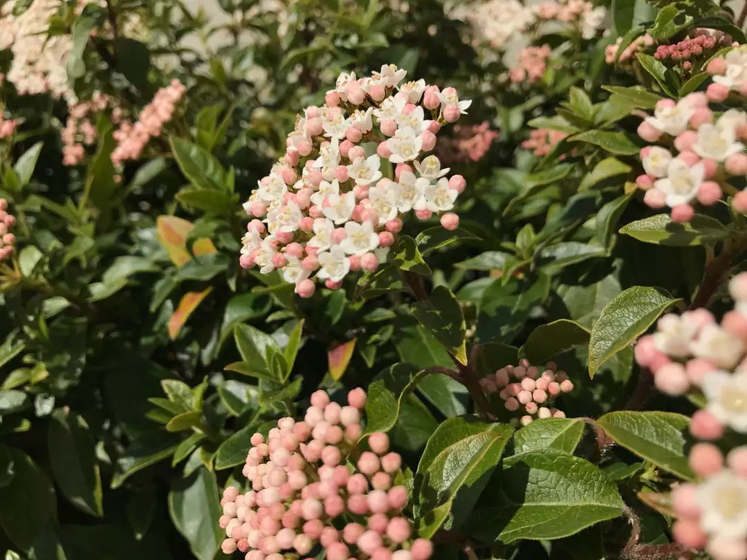 Hedge Hedging Plants Viburnum Tinus 5 Hedge Hedging Plants Viburnum Tinus