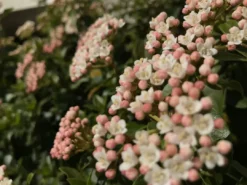 Hedge Hedging Plants Viburnum Tinus 14 Hedge Hedging Plants Viburnum Tinus