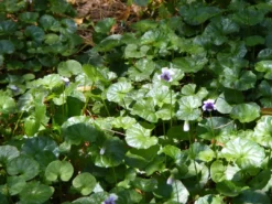 Shrubs Viola Hederacea Native Violet