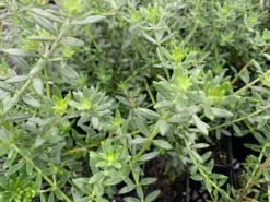 Shrubs Westringia Fruticosa Hedging Plants