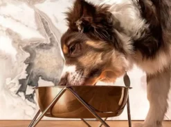 Bendo Best Selling Gifts The WOOF Dog Bowl - MIX 'N MATCH