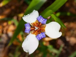 Shrubs Neomarica Northiana 'Walking Iris' Plant Packs Border Plants