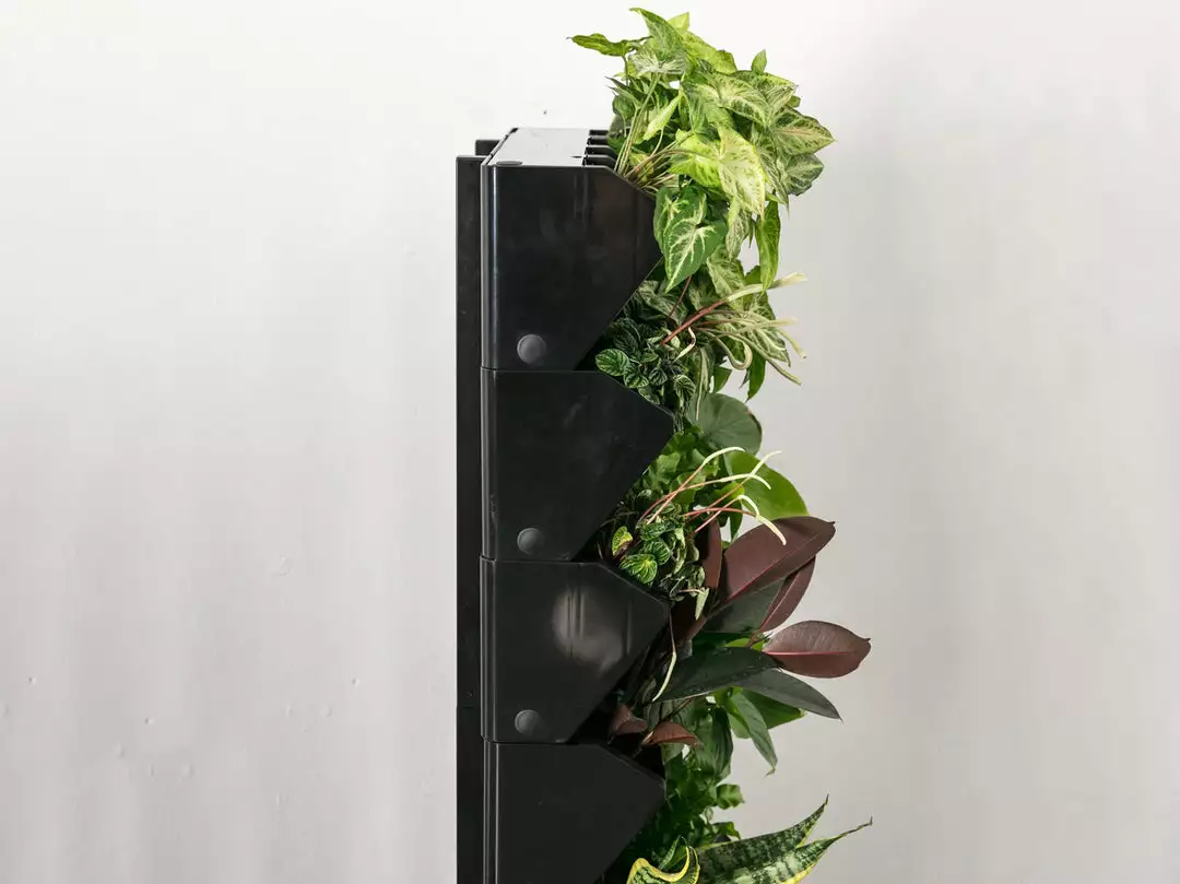 Indoor Garden Gift Kits Greenwall Kit - Includes Plants 6 Indoor Garden Gift Kits Greenwall Kit - Includes Plants