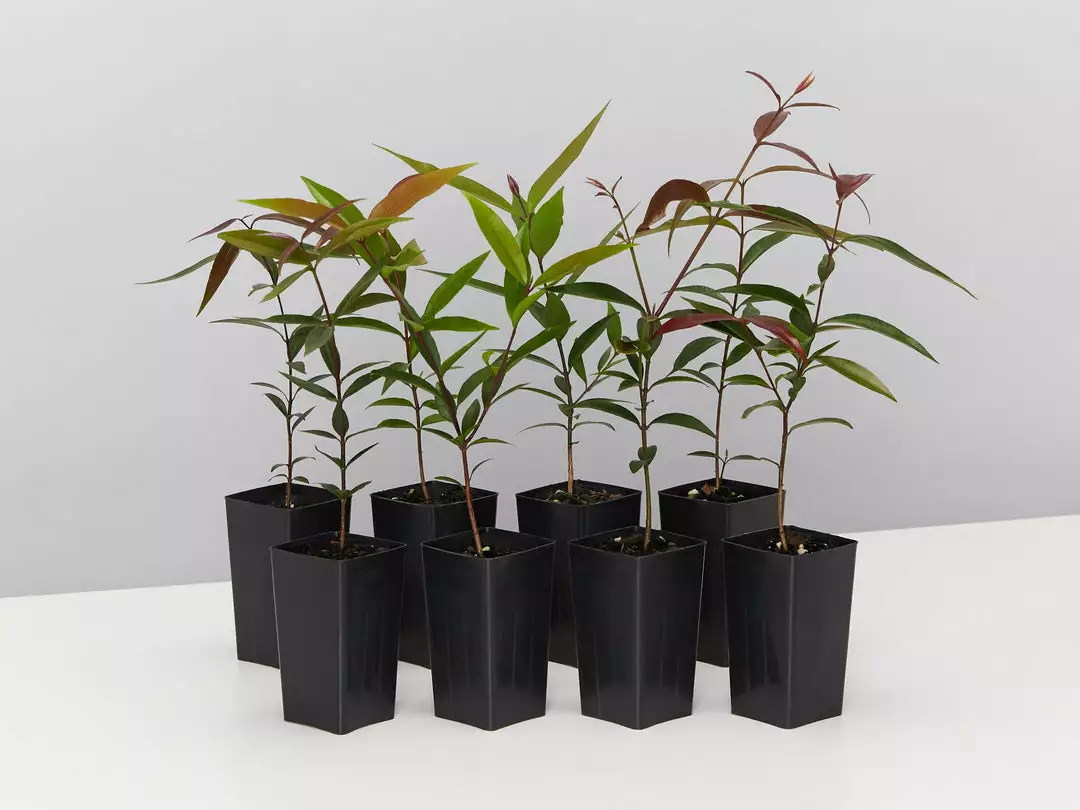 Plants In A Box The Weeping Lilly Pilly (Waterhousia Floribunda) 3 Plants In A Box The Weeping Lilly Pilly (Waterhousia Floribunda)