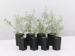 Shrubs Westringia Fruticosa Blue Moon Full Sun