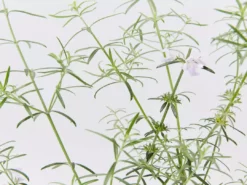 Shrubs Westringia Fruticosa Blue Moon Full Sun