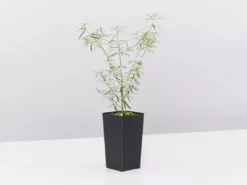 Shrubs Westringia Fruticosa Blue Moon Full Sun