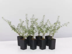 Shrubs Westringia Fruticosa Hedging Plants