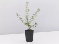 Shrubs Birds And Bees π Australian Native Plant Pack 30 Shrubs Birds And Bees π Australian Native Plant Pack