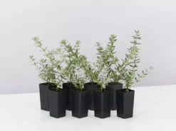 Hedge Westringia Fruticosa Zena