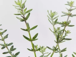 Hedge Westringia Fruticosa Zena