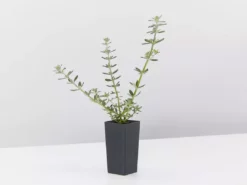 Hedge Westringia Fruticosa Zena