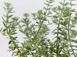 Hedge Westringia Fruticosa Jervis Gem