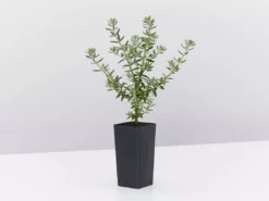 Hedge Westringia Fruticosa Jervis Gem