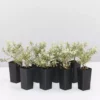 Shrubs Westringia Fruticosa Peppermint Cream