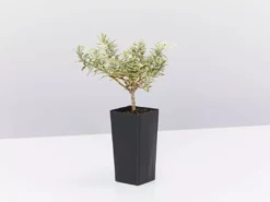 Shrubs Westringia Fruticosa Peppermint Cream 9 Shrubs Westringia Fruticosa Peppermint Cream