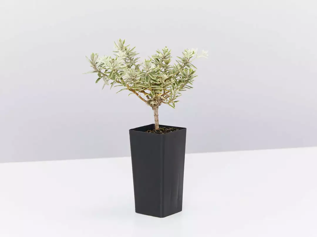 Shrubs Westringia Fruticosa Peppermint Cream 5 Shrubs Westringia Fruticosa Peppermint Cream