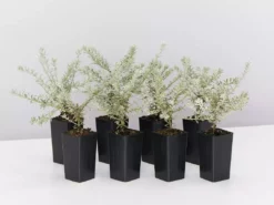 Shrubs Westringia Fruticosa'Smokey'