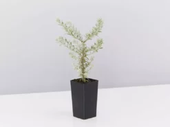 Shrubs Westringia Fruticosa 'Smokey'