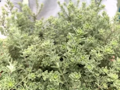 Shrubs Westringia Fruticosa 'Smokey'