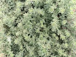 Shrubs Westringia Fruticosa 'Smokey'