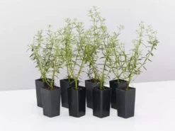 Hedge Westringia Wynyabbie Gem Hedging Plants