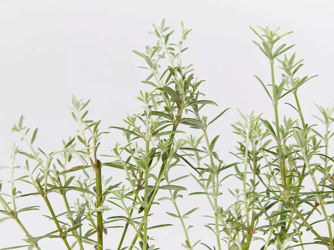 Hedge Westringia Wynyabbie Gem Hedging Plants 7 Hedge Westringia Wynyabbie Gem Hedging Plants