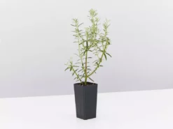 Hedge Westringia Wynyabbie Gem Hedging Plants 11 Hedge Westringia Wynyabbie Gem Hedging Plants