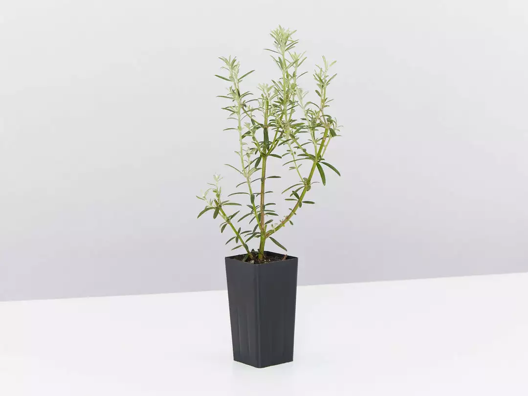 Hedge Westringia Wynyabbie Gem Hedging Plants 5 Hedge Westringia Wynyabbie Gem Hedging Plants