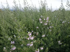 Hedge Westringia Wynyabbie Gem Hedging Plants