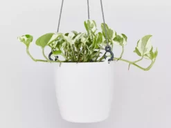 Indoor Garden Self-Watering Eco ♻️ Hanging Planter - Pot + Plant + Soil Office & Home Office