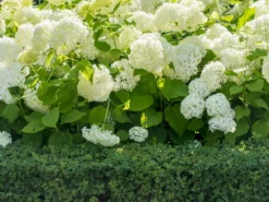 Shrubs Hydrangea Alba