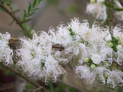 Shrubs Melaleuca Thymifolia White Lace