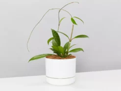 Pot + Plant Gift Box Hoya Pubicalyx - Pot + Plant + Soil