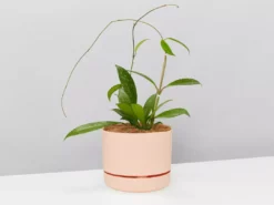 Pot + Plant Gift Box Hoya Pubicalyx - Pot + Plant + Soil