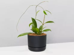Pot + Plant Gift Box Hoya Pubicalyx - Pot + Plant + Soil