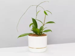 Pot + Plant Gift Box Hoya Pubicalyx - Pot + Plant + Soil