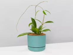 Pot + Plant Gift Box Hoya Pubicalyx - Pot + Plant + Soil