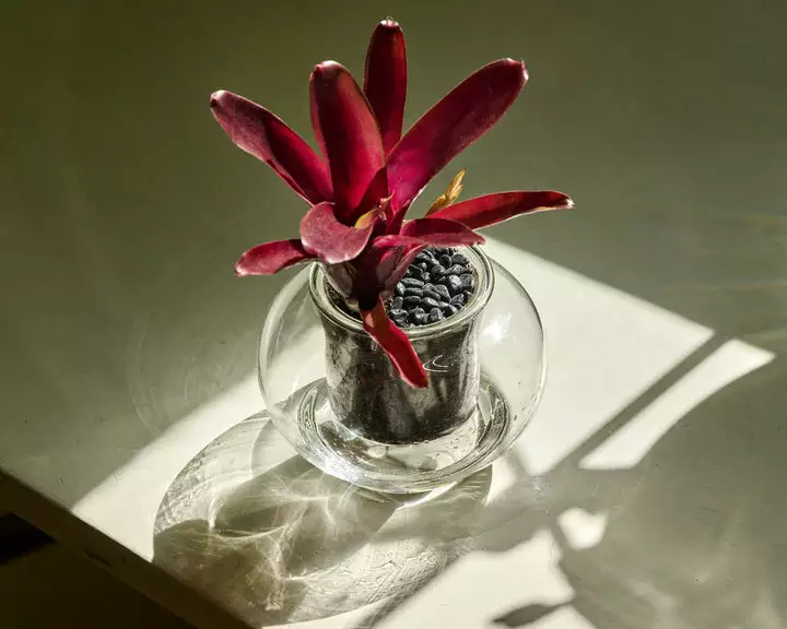 Plants In A Box Clear Glass Self-Watering Planter 3 Plants In A Box Clear Glass Self-Watering Planter