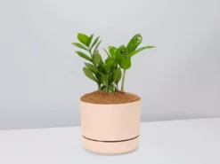 Pot + Plant Gift Box Cacti & Succulents The Plant Killers Gift Box - ZZ Plant