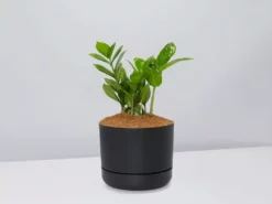 Pot + Plant Gift Box Cacti & Succulents The Plant Killers Gift Box - ZZ Plant