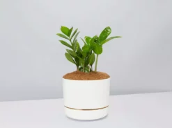 Pot + Plant Gift Box Cacti & Succulents The Plant Killers Gift Box - ZZ Plant