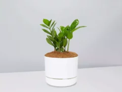 Pot + Plant Gift Box Cacti & Succulents The Plant Killers Gift Box - ZZ Plant