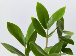 Shrubs Screening Plants The Easy Care Plant Pack - Trio