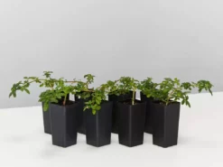 Shrubs Zieria Prostrata Native Groundcover Plant