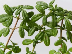 Shrubs Zieria Prostrata Native Groundcover Plant